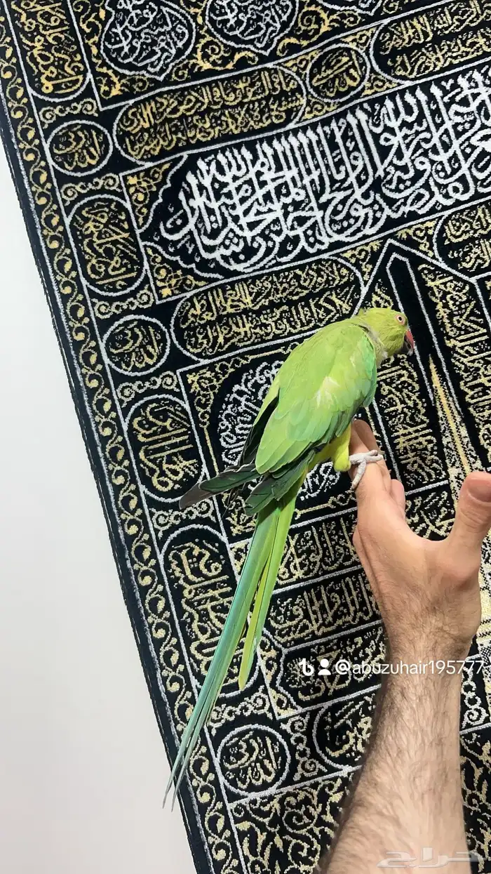 طير درة أنثى أليفة لطيفه لعوبة واللي يبغى زين يلحق عليه 1