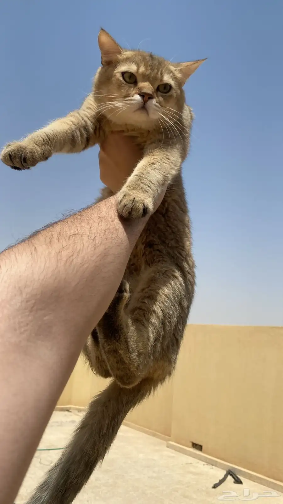 قطط سكوتش ( بريتش شورت هير ) 1