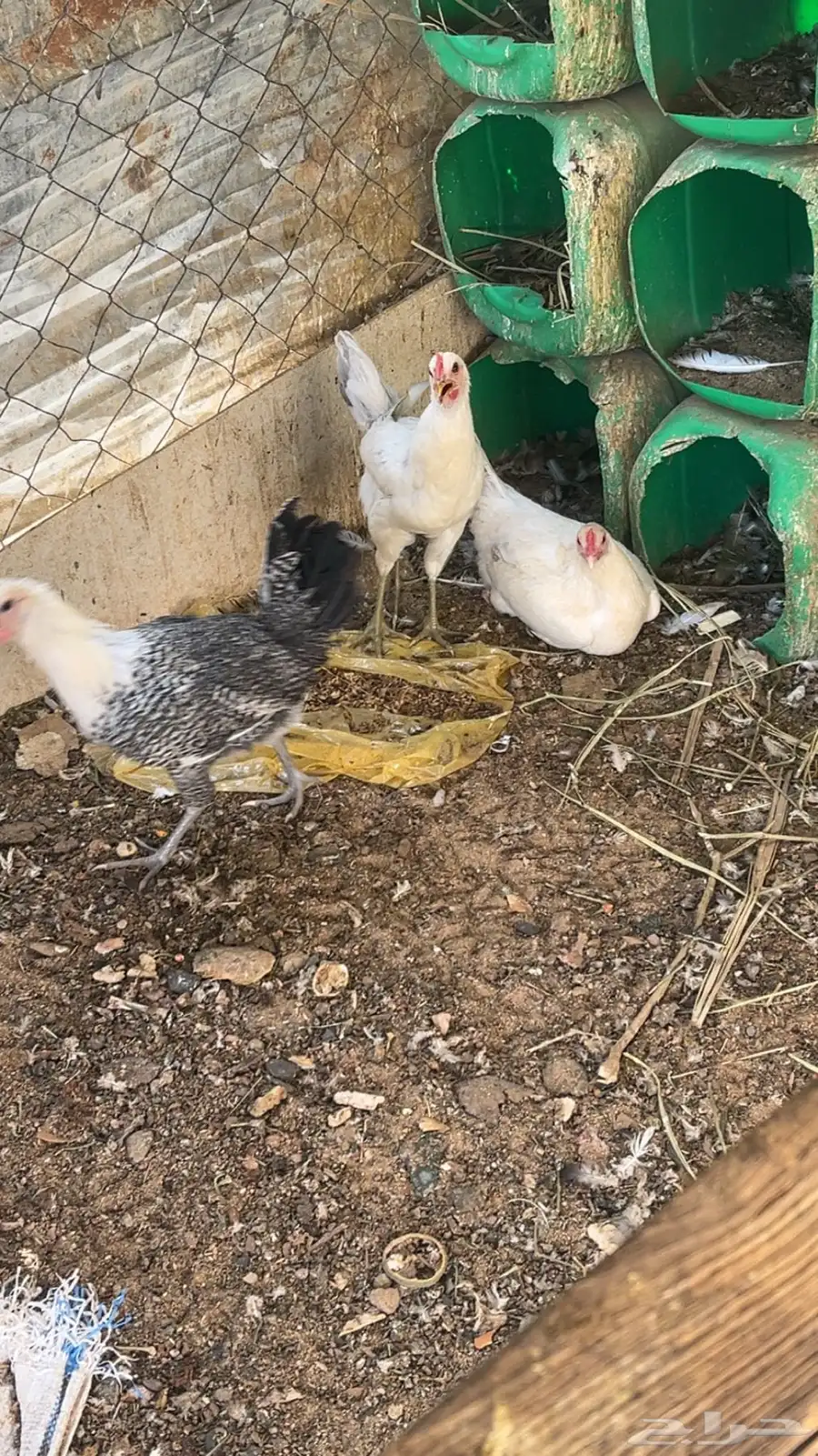 دجاج بلدي بياض واديكه 5