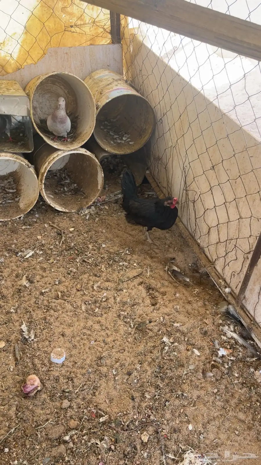 دجاج بلدي بياض واديكه 9