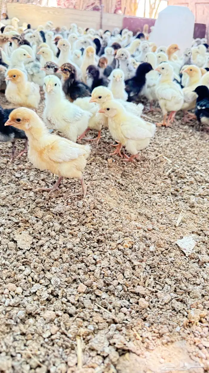 صوص دجاج 0