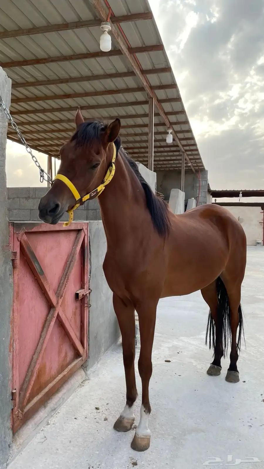 فرس فاخرة مكس جمال و لقاح 0