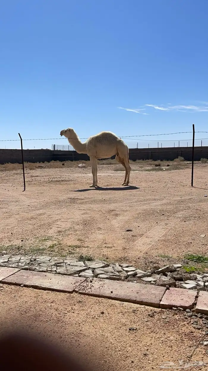 قعود مفرود 0