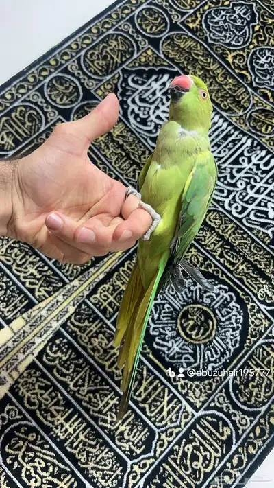 طير درة أنثى أليفة لطيفه لعوبة واللي يبغى زين يلحق عليه 5