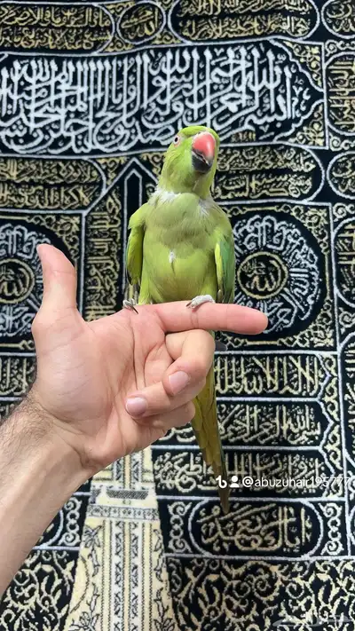 طير درة أنثى أليفة لطيفه لعوبة واللي يبغى زين يلحق عليه 3