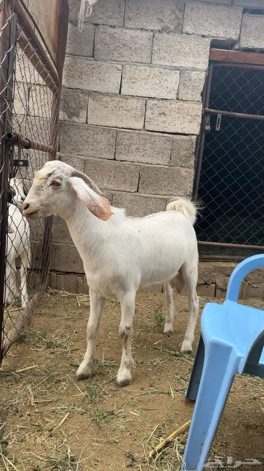 مشروع فحل صنف منوه القاني index