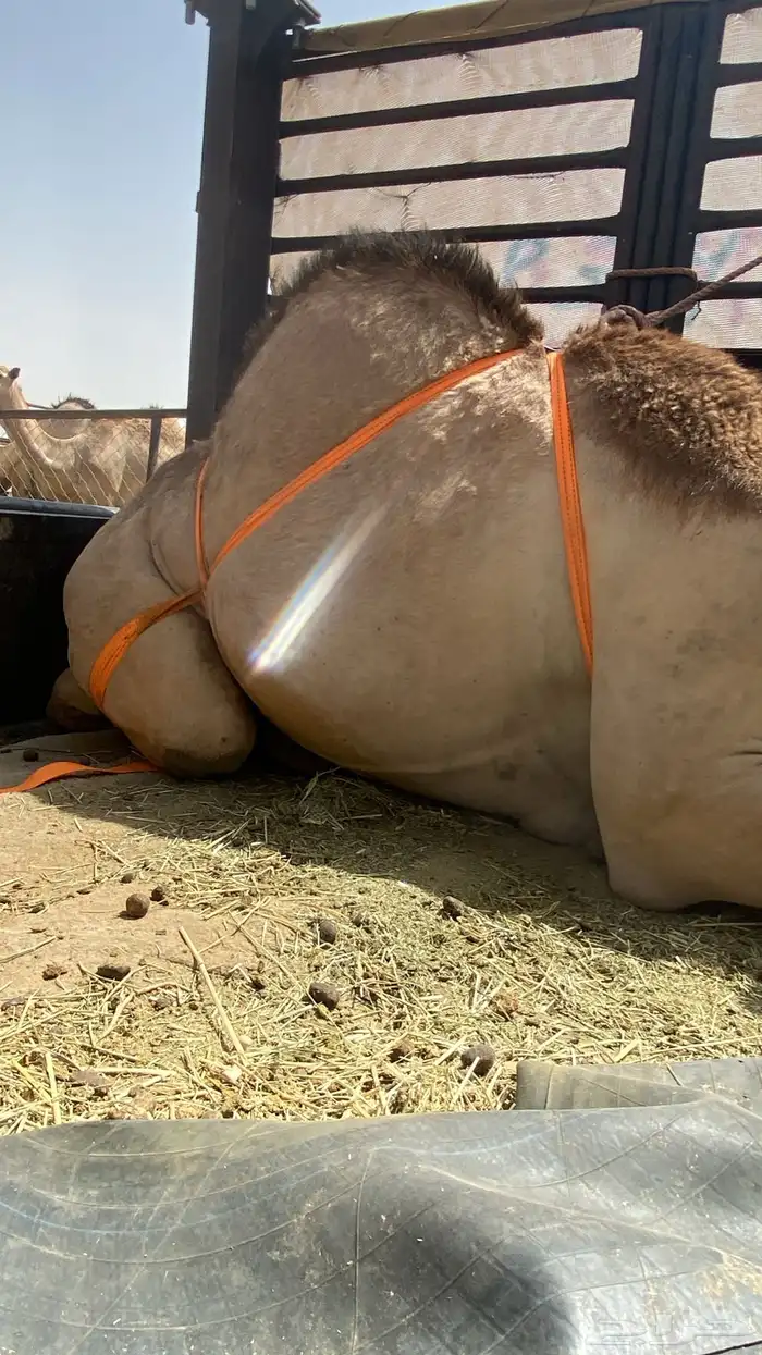 قعدان كفووو 2