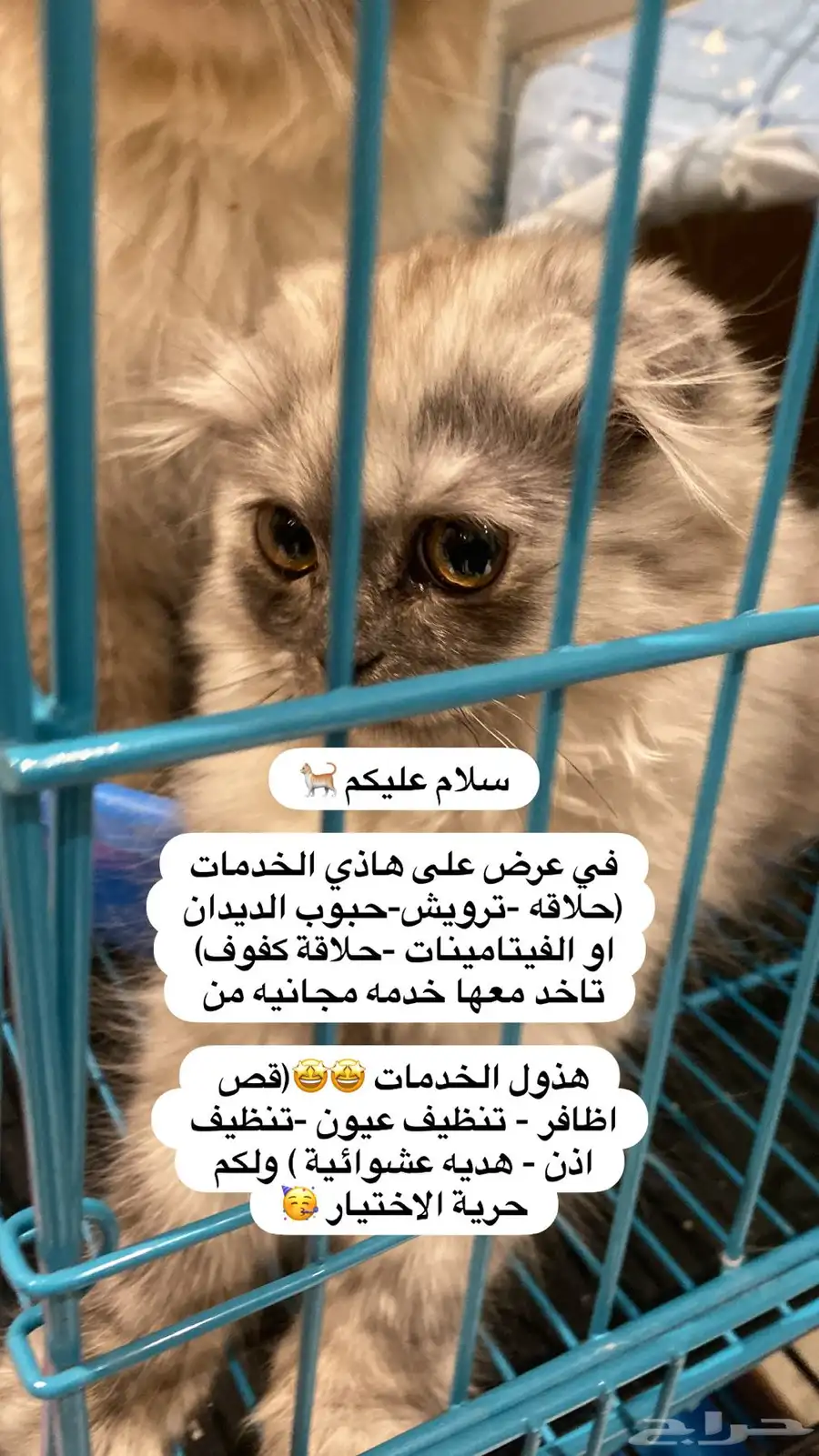 عروض لاتفوت لا اصحاب القطط 0