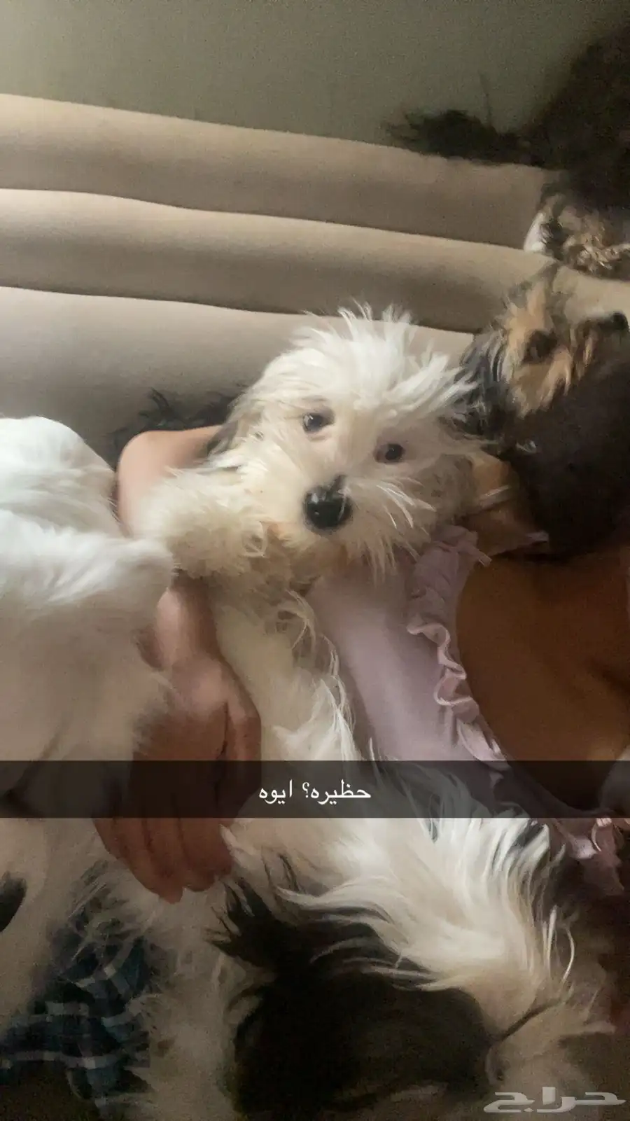 كلبتين مهجن شينزو و شي واوا index