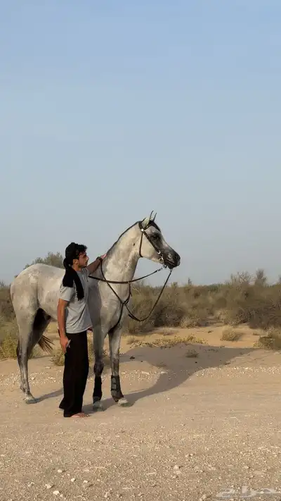خيل حصان شعبي حاار 2