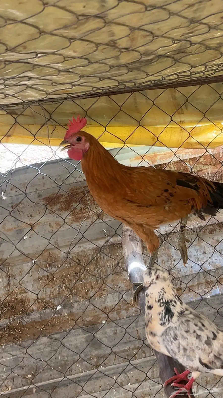 دجاج بلدي بياض واديكه 14
