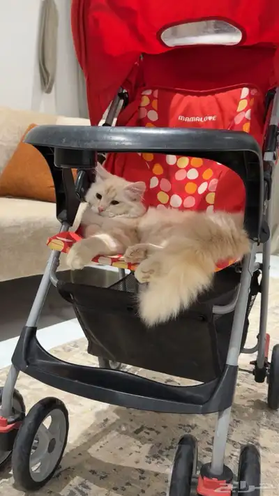 قطة شيرازية لعوب 3