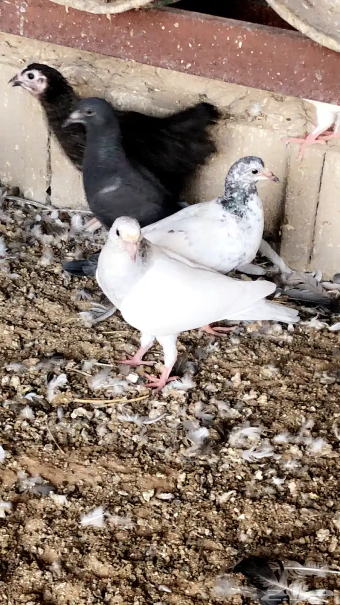 فراخة حمام 1