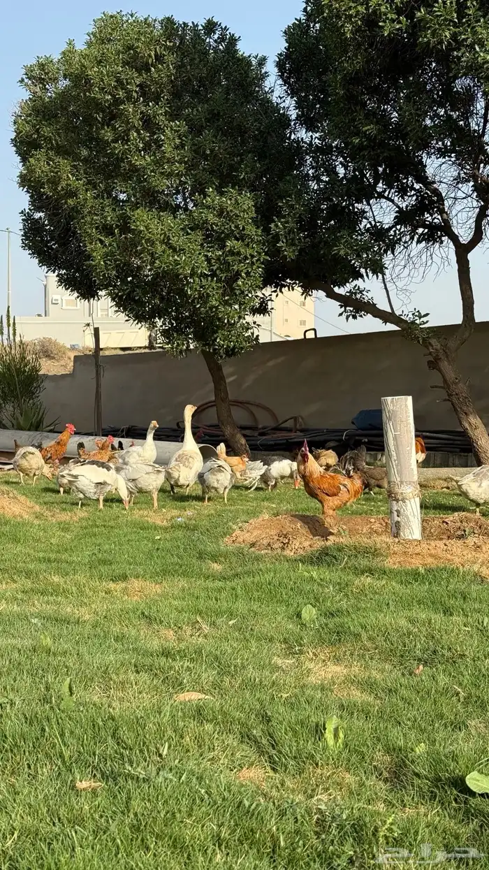 طيور وز اوز 1