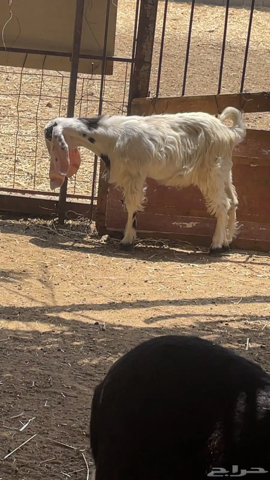 تيس مصري عمره 3 شهور ونص 6