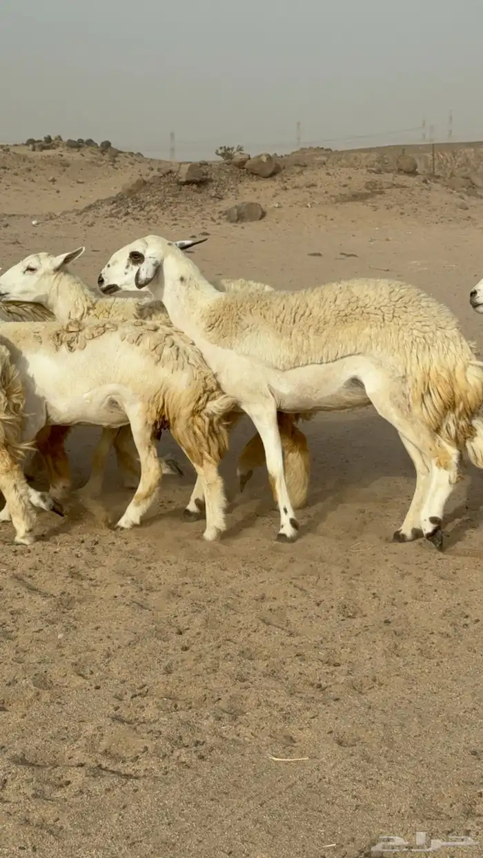 رخال حريات حرش صنف مضاريع عددها 24 معاها الفحل 5