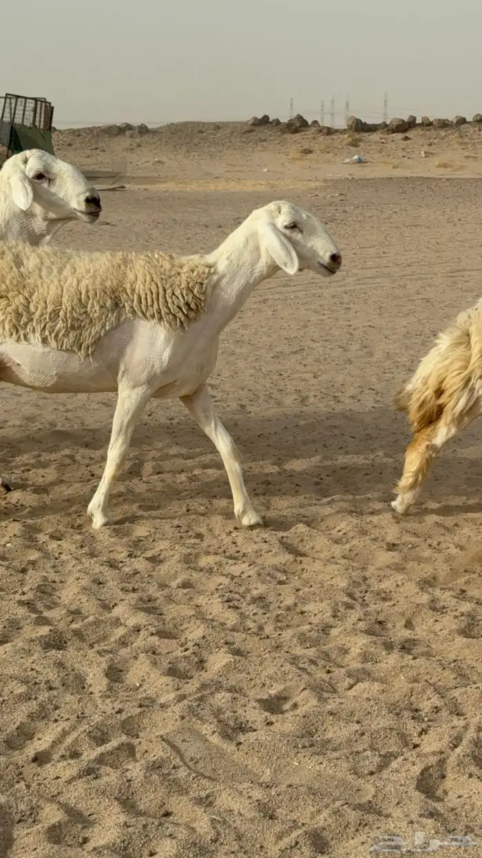 رخال حريات حرش صنف مضاريع عددها 24 معاها الفحل 8