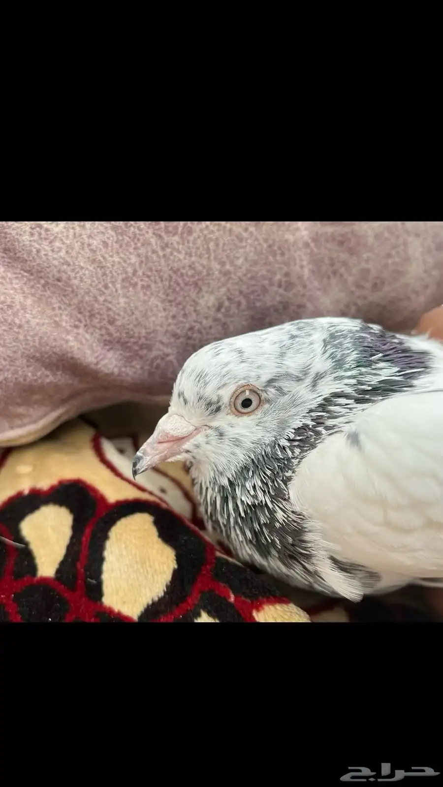 حمام بكستاني طيار 0