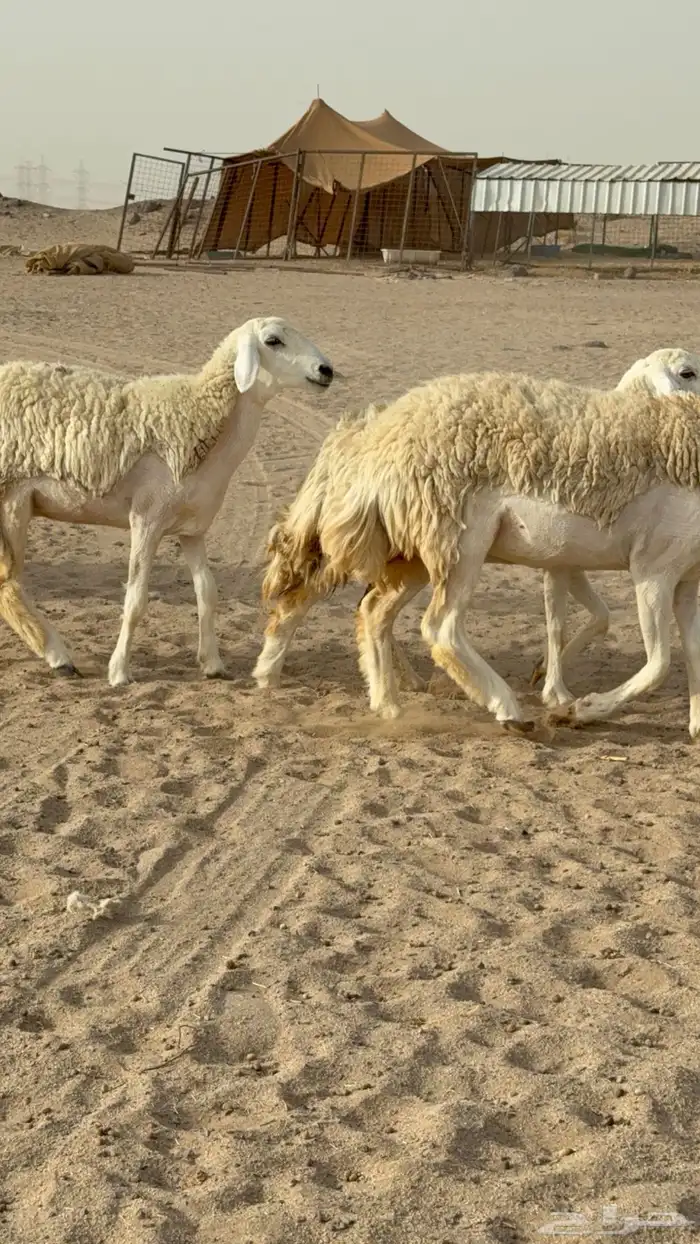 رخال حريات حرش صنف مضاريع عددها 24 معاها الفحل 14