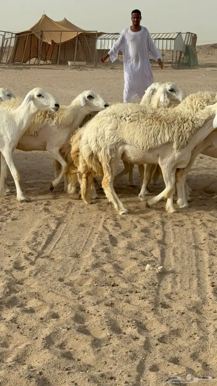 رخال حريات حرش صنف مضاريع عددها 24 معاها الفحل 21
