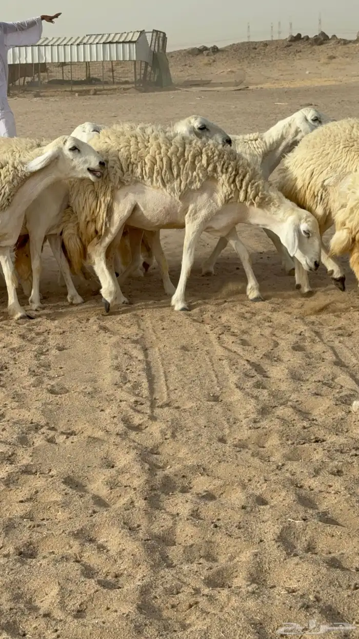 رخال حريات حرش صنف مضاريع عددها 24 معاها الفحل 16