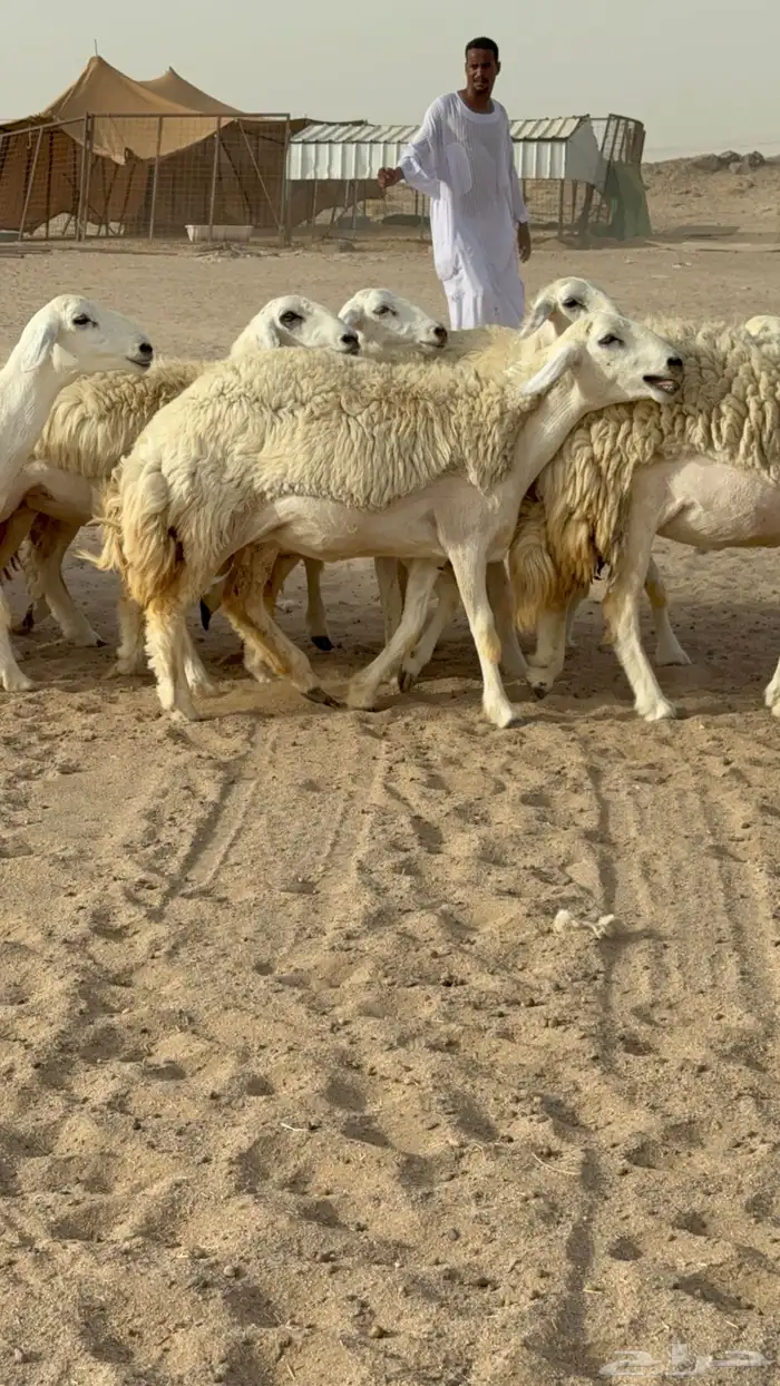 رخال حريات حرش صنف مضاريع عددها 24 معاها الفحل 15