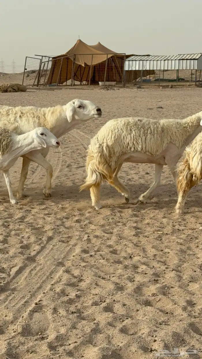 رخال حريات حرش صنف مضاريع عددها 24 معاها الفحل 10