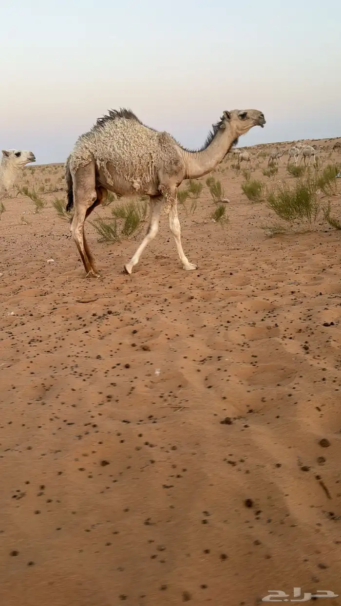 قعود اشقح علياني 0