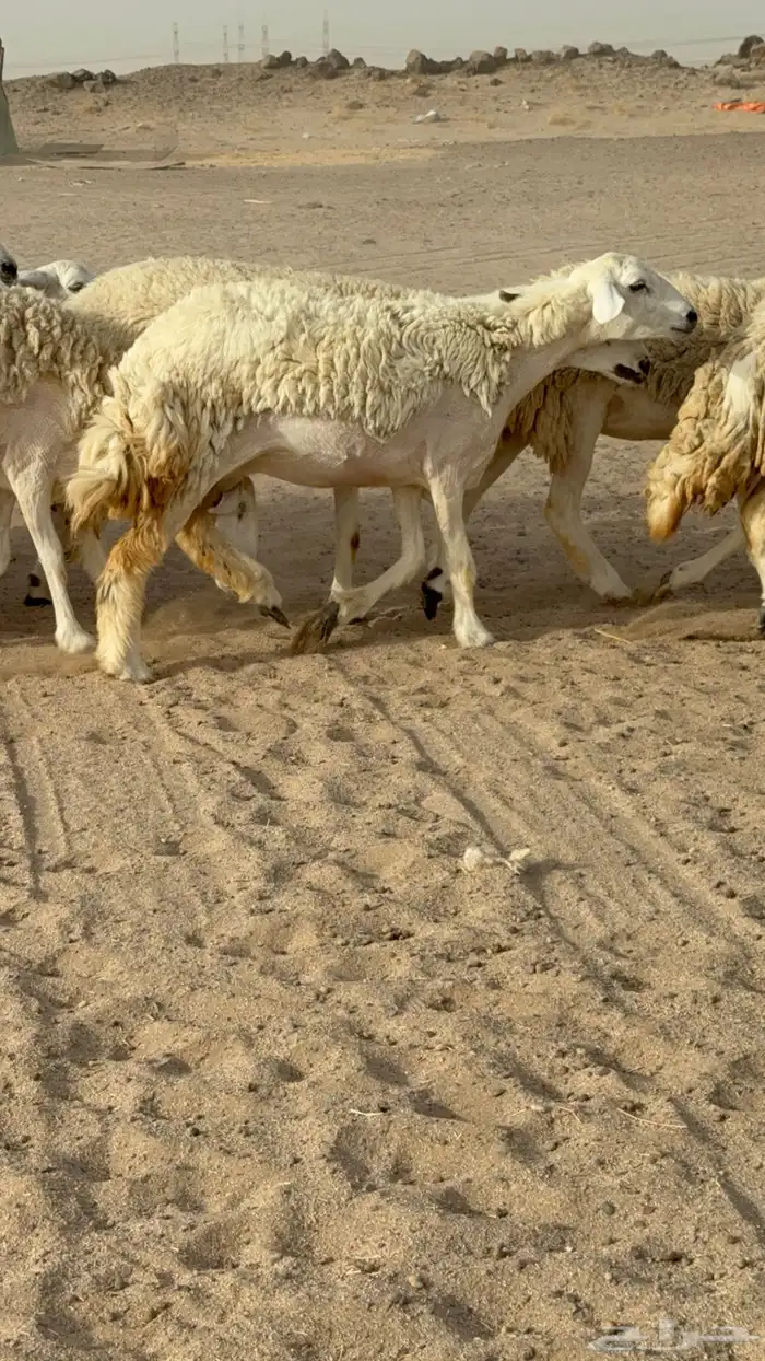 رخال حريات حرش صنف مضاريع عددها 24 معاها الفحل 20