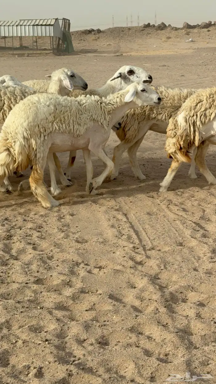 رخال حريات حرش صنف مضاريع عددها 24 معاها الفحل 17