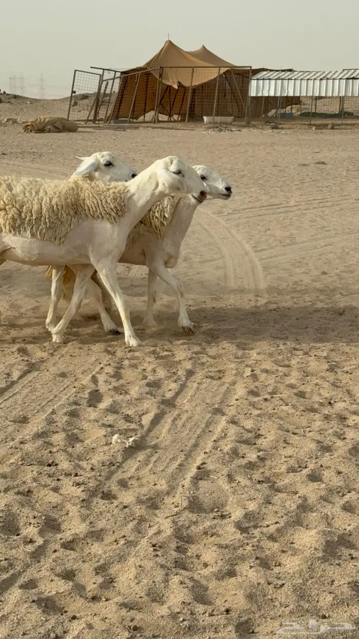 رخال حريات حرش صنف مضاريع عددها 24 معاها الفحل 12