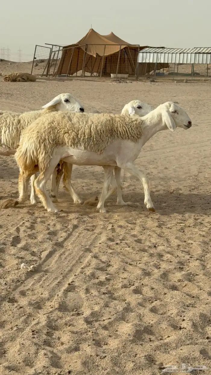 رخال حريات حرش صنف مضاريع عددها 24 معاها الفحل 13