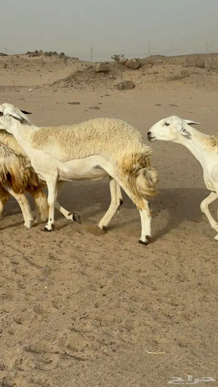 رخال حريات حرش صنف مضاريع عددها 24 معاها الفحل 4