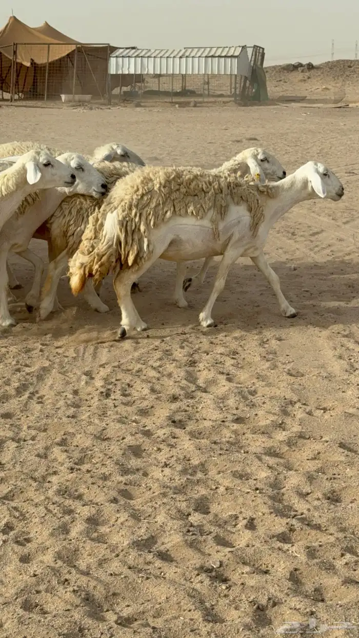 رخال حريات حرش صنف مضاريع عددها 24 معاها الفحل 19