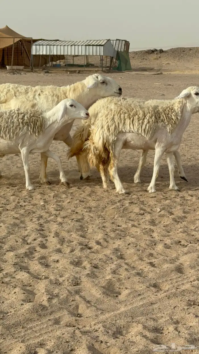 رخال حريات حرش صنف مضاريع عددها 24 معاها الفحل 0