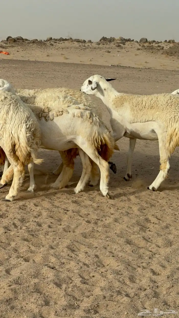 رخال حريات حرش صنف مضاريع عددها 24 معاها الفحل 6