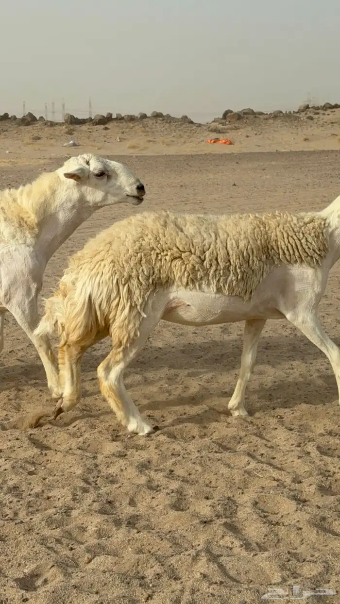 رخال حريات حرش صنف مضاريع عددها 24 معاها الفحل 9