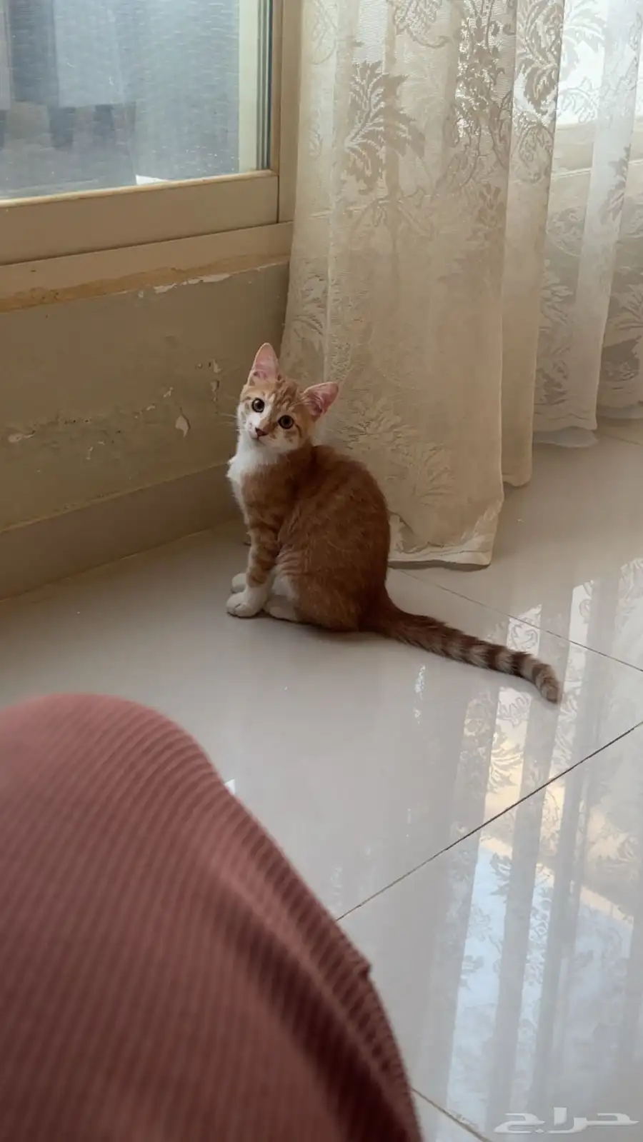 قط بلدي بس تربا بالبيت من و هو صغير و عنده كل التطعيمات 2