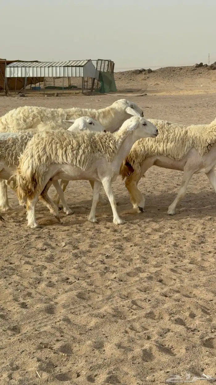 رخال حريات حرش صنف مضاريع عددها 24 معاها الفحل 2