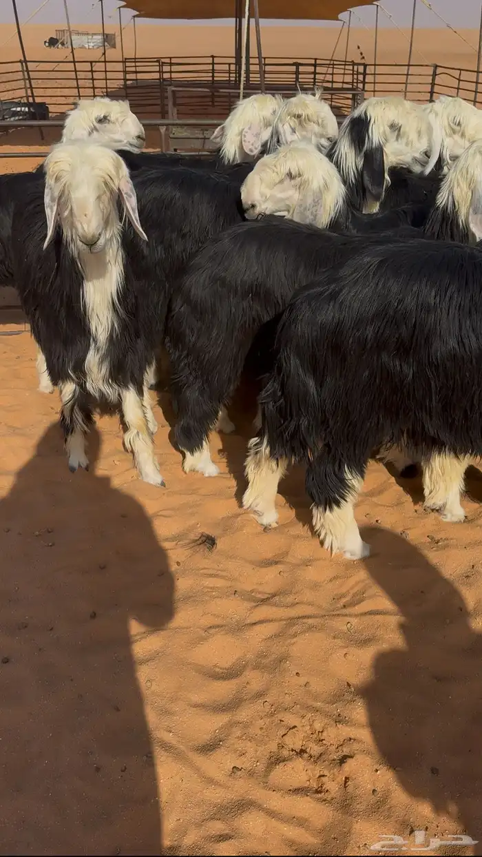 رخال نجد مقاني خصم 4