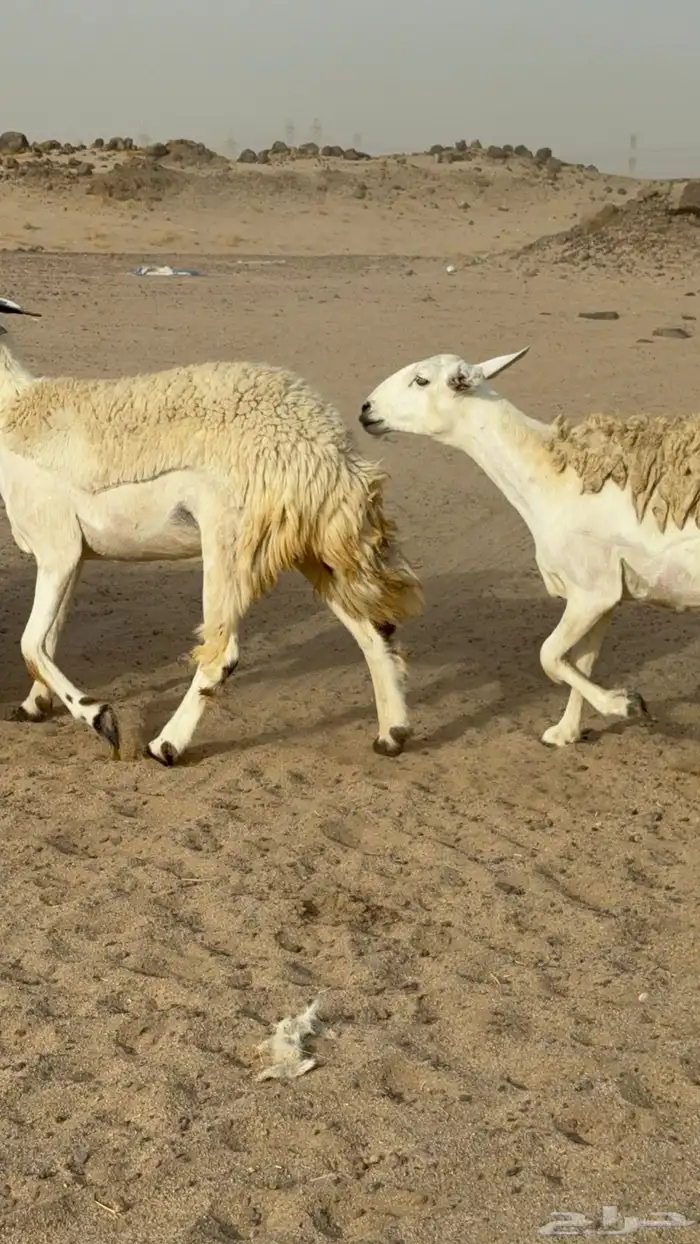 رخال حريات حرش صنف مضاريع عددها 24 معاها الفحل 7