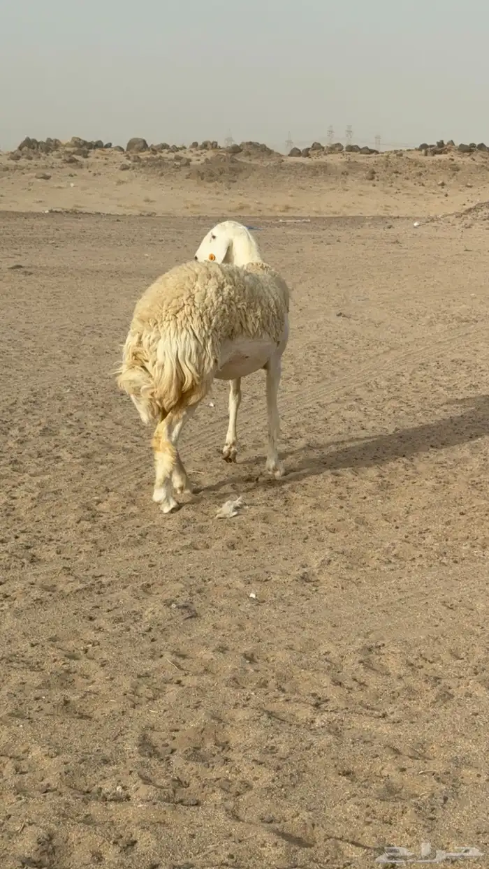رخال حريات حرش صنف مضاريع عددها 24 معاها الفحل 1