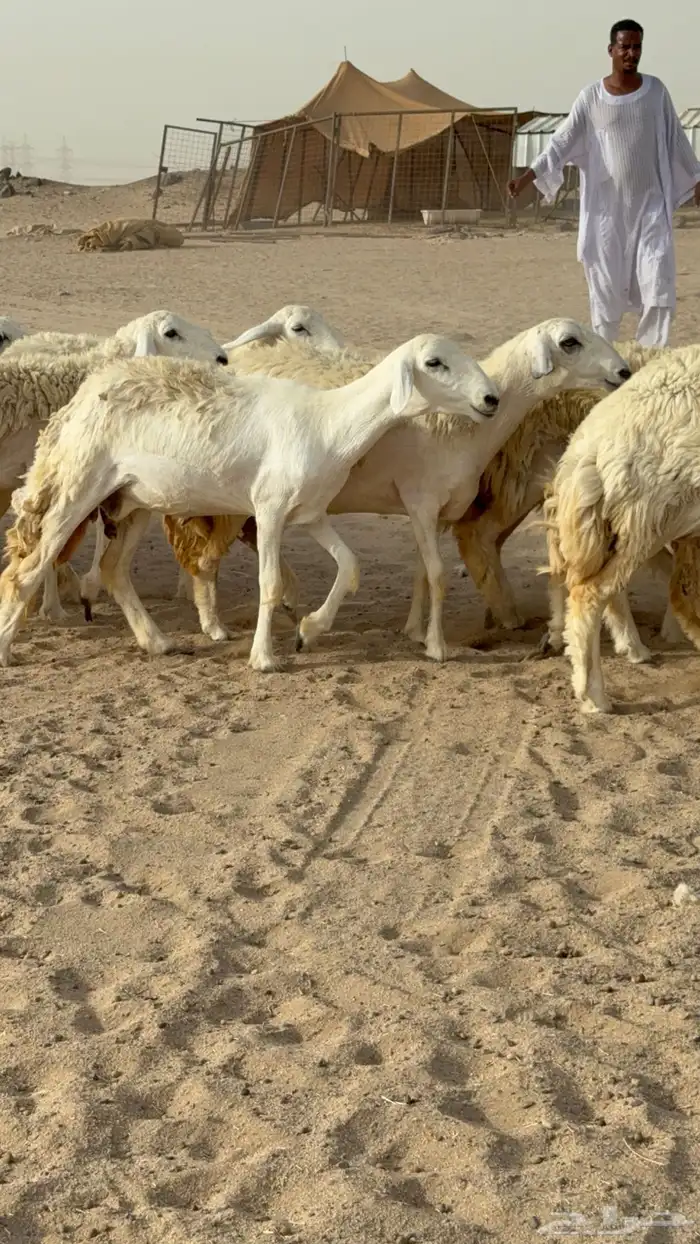رخال حريات حرش صنف مضاريع عددها 24 معاها الفحل 27