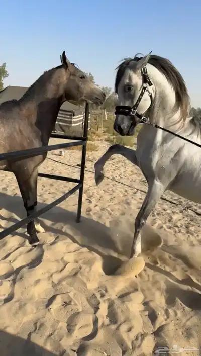 خيل حصان شعبي حاار 4