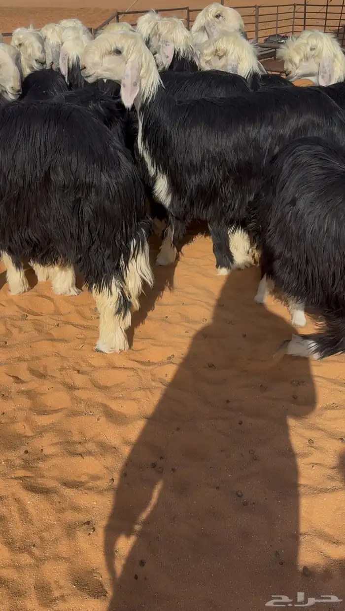 رخال نجد مقاني خصم 5