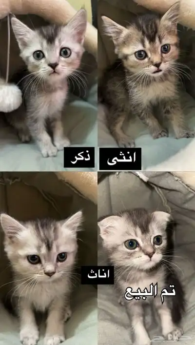 قطط سكوتش للبيع 0