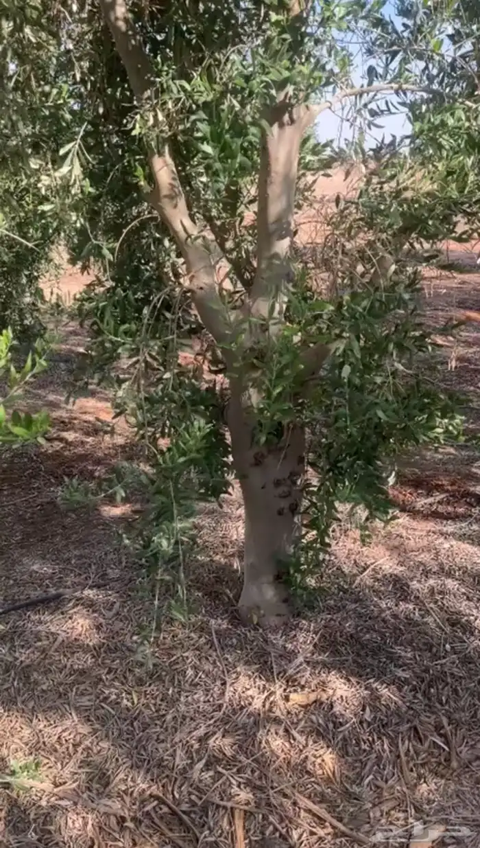 اشجار زيتون 0