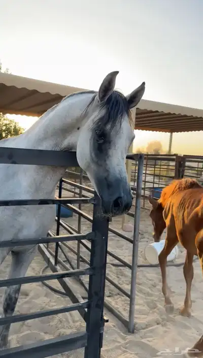 خيل حصان شعبي حاار 5