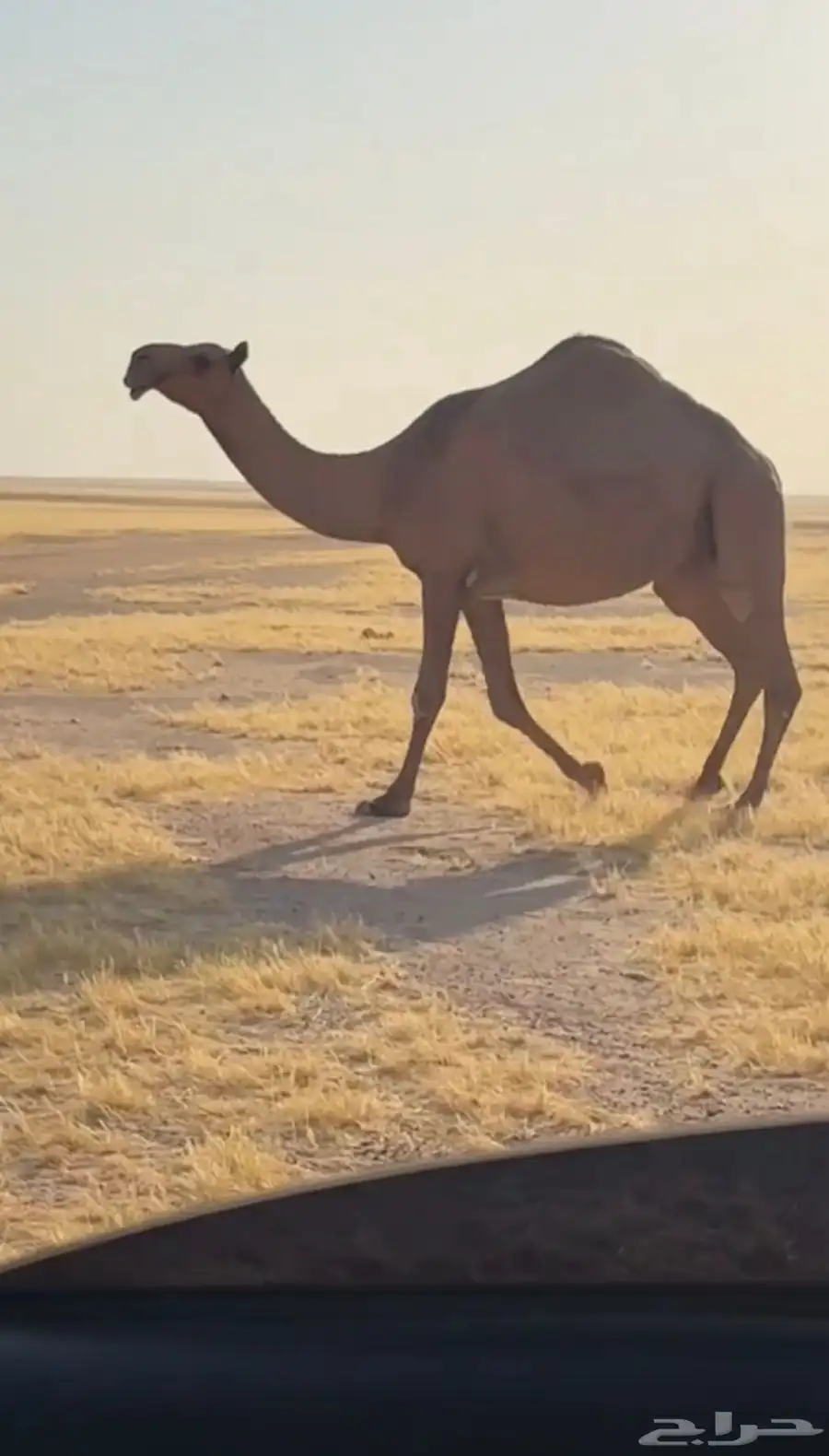 شعلا لقحه لها 7 شهور 0