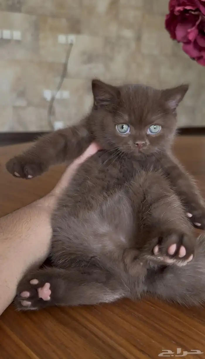 بريتش شورت هير تشوكلت تم البيع 0